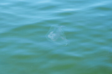 A jellyfish with big ears in the sea. © Violetta Korolkova 