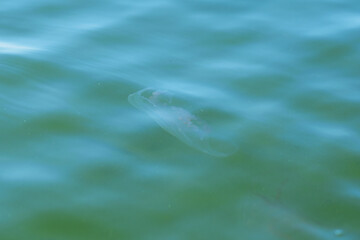 A jellyfish with big ears in the sea. © Violetta Korolkova 