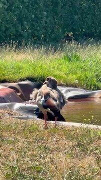 A goose stands by a pond with puffed feathers against green grass.