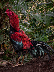 A gamecock standing tall, featuring a combination of reddish neck feathers and a glossy black tail with a greenish sheen. © Natho Eman