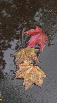 Vertical video. Autumn colorful maple leaves on wet asphalt. Rainy weather