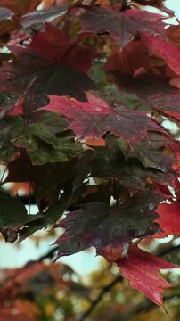 Vertical video. Fall background. Autumn wet red maple leaves swaying in wind in rainy weather