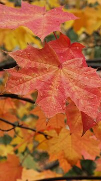 Vertical video. Fall background, golden autumn. Wet orange yellow maple leaves swaying in wind in rainy weather