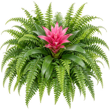 Pink bromeliad surrounded by green fern foliage