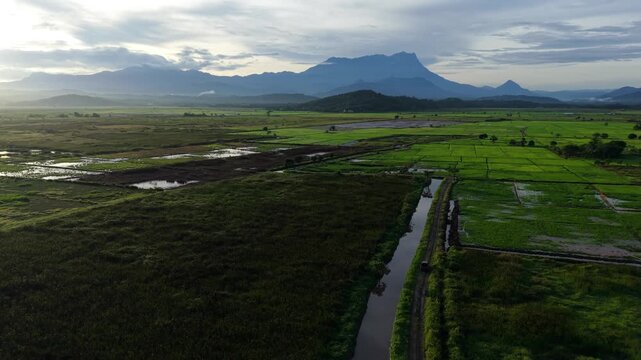 A breathtaking aerial view of lush paddy fields and rice paddies stretching across the Sabah countryside, with the iconic Mount Kinabalu rising majestically in the background at dawn.
