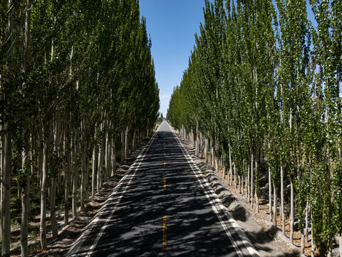 straight road lined with neat rows of green trees under blue sky