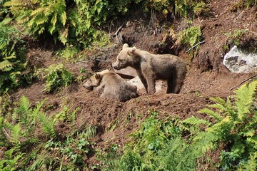 Grizzly bear cubs on a hillside in Alaska © Danielle