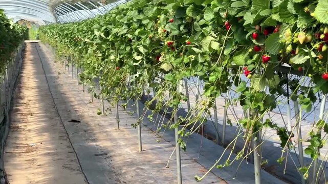 A greenhouse row of strawberries grown via hydroponics on raised gutters, with lush green foliage and ripe red berries hanging down.