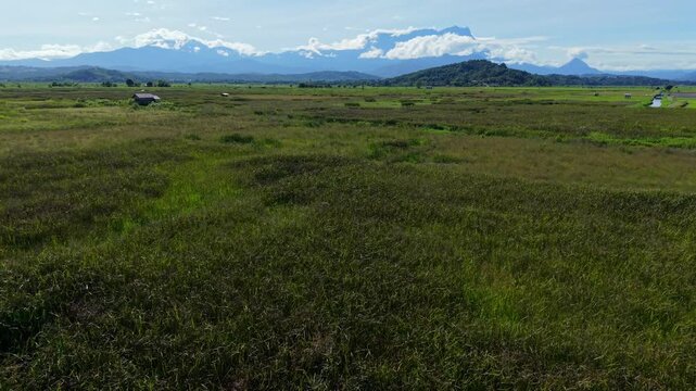 A breathtaking aerial view of lush paddy fields and rice paddies stretching across the Sabah countryside, with the iconic Mount Kinabalu rising majestically in the background at dawn.