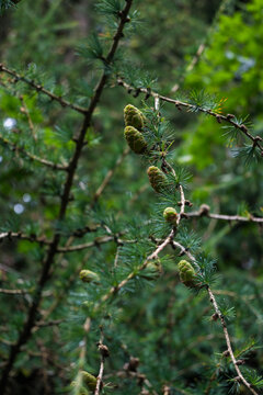 A vertical closeup of young green larch cones on a thin branch among fine needles. Soft light reveals the fresh natural texture of the tree and the calm mood of the forest. Organic larch detail.