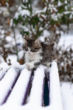 Cute kitten exploring snow covered bench in winter garden.
