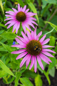 A vertical closeup of pink echinacea coneflowers with dark centers and drooping petals among green leaves. Soft natural light creates a calm summer garden mood. 