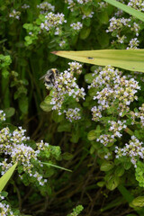 A fuzzy bumblebee gathers nectar from tiny white thyme blossoms, soft focus meadow background, summer pollinator moment in a cottage garden © Margarita