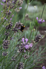 Bumblebee gathering nectar from lavender flowers, fuzzy black and yellow body against soft purple petals and green stems © Margarita