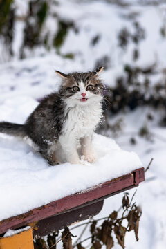 Adorable kitten enjoying the first snowfall of winter outside.