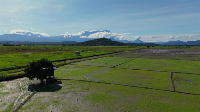 A breathtaking aerial view of lush paddy fields and rice paddies stretching across the Sabah countryside, with the iconic Mount Kinabalu rising majestically in the background at dawn.