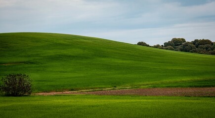 Obraz premium Rolling green fields and trees under a cloudy sky