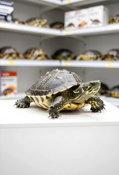 Pet shop trade and exotic animal care, yellow-bellied slider turtle on display in a store with blurred shelves of aquatic reptiles and supplies