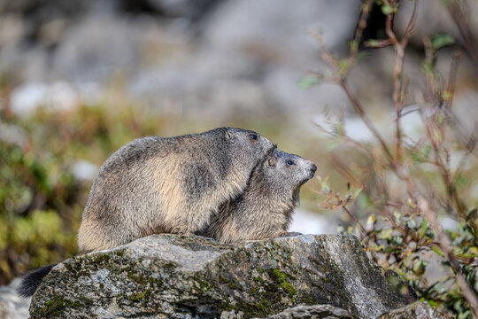 Marmots in the Austrian Alps