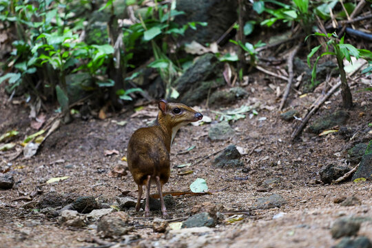 Alert Lesser Mouse Deer Looking Back on Tropical Forest Floor, Tiny Chevrotain in Natural Habitat