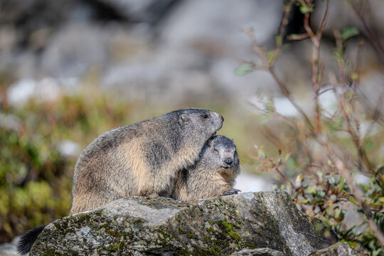 Marmots in the Austrian Alps