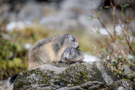 Marmots in the Austrian Alps