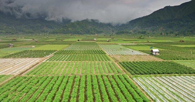 Aerial view of lush green agricultural fields with small huts and mountain ranges under a cloudy sky in Lombok, West Nusa Tenggara, Indonesia.