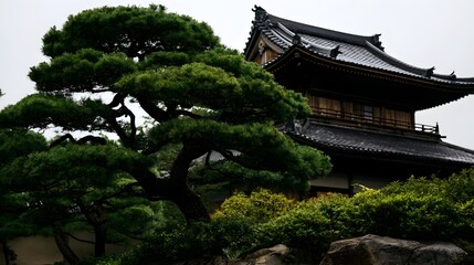 Fototapeta premium A traditional Japanese temple roof with dark tiles and ornate eaves framed by a lush pine tree and manicured shrubs under soft daylight