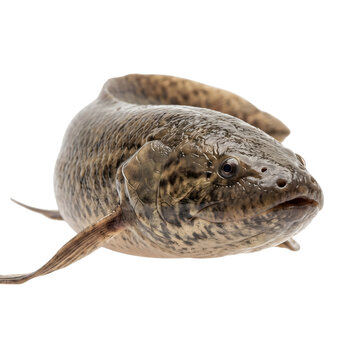 Marbled lungfish front close up Protopterus aethiopicus transparent PNG