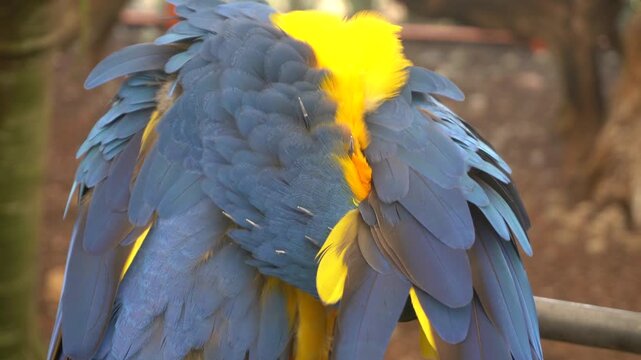 Close-up of blue and yellow macaw grooming its vibrant plumage, feathers fluffed while perched on a branch.