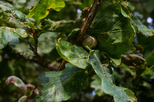 A closeup of a light brown snail shell resting on an oak leaf among damaged foliage. The lobed leaves show spots and browning in a natural forest setting. 