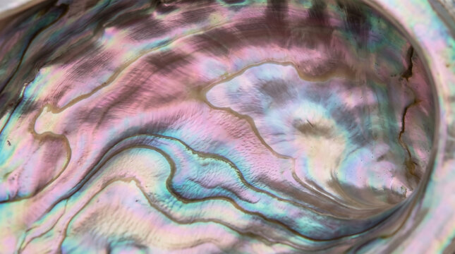 Beautiful iridescent abalone shell with stunning natural swirling patterns and colors