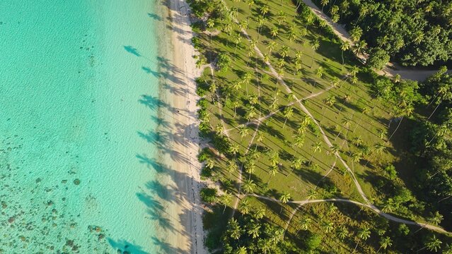 Aerial view of a tropical beach with turquoise water, white sand, and a dense grove of palm trees casting long shadows in Moorea-Maiao, Windward Islands, French Polynesia.