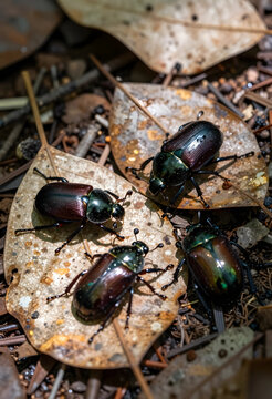Biodiversity and ecosystem health, group of iridescent beetles on forest floor leaves, nature conservation and entomology research in natural habitat