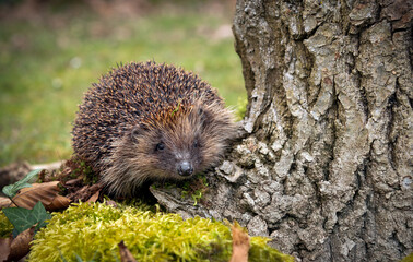 Hedgehog, Scientific name: Erinaceus Europaeus.  Wild European hedgehog foraging in natural woodland habitat with green moss and leaves.  Facing front.  Hedgehogs are in serious decline and red-listed © Moorland Roamer