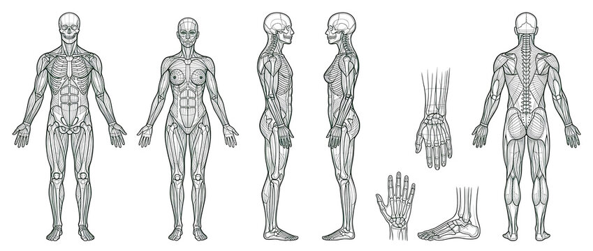 Comprehensive Human Musculature Anatomy Outline Views Male Female Body Concept Isolated on Transparent background png for Medical Education Study