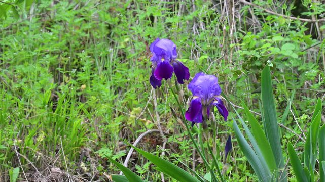 Wild purple iris flowers blooming in nature