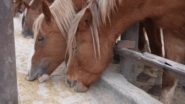 Horse incomplete eating food on steel rails. Farm industrial horse breeding and production. Brown horse with beautiful mane was eating inside the stall
