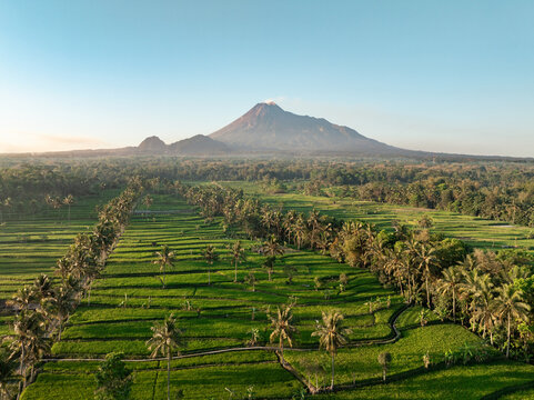 Aerial view of the lush green rice terraces and palm trees surrounding the majestic Mount Merapi volcano in Kecamatan Cangkringan, Daerah Istimewa Yogya, Indonesia.