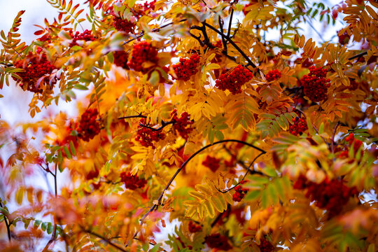Vibrant red rowan berries densely clustered among textured golden and green autumn leaves, illuminated by soft natural light against a brightly blurred natural background
