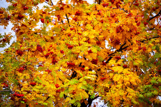 A vibrant rowan tree displays brilliant golden-orange autumn leaves and abundant clusters of rich red berries against a softly blurred natural background under bright daylight