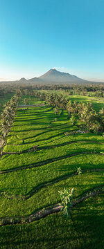 Aerial view of the lush green rice terraces of Cancangan with Mount Merapi in the background under a clear blue sky in Cangkringan, Yogyakarta, Indonesia.