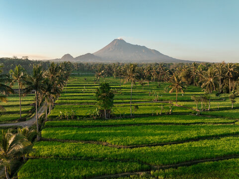 Aerial view of lush green rice terraces and palm trees with Mount Merapi in the background under a clear sky in Kecamatan Cangkringan, Daerah Istimewa Yogya, Indonesia.
