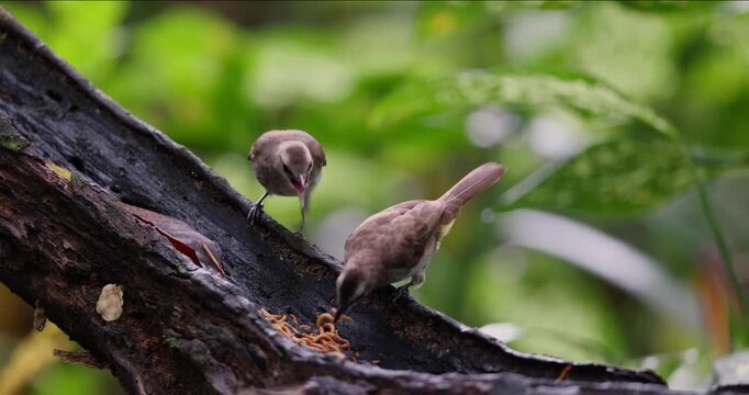 Vibrant Yellow-Vented Bulbul Bird Perched in Foliage