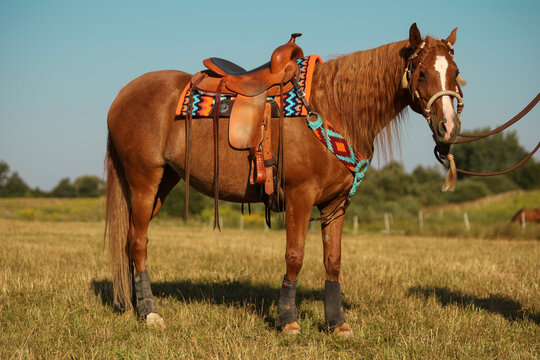 Western chestnut horse standing with a saddle