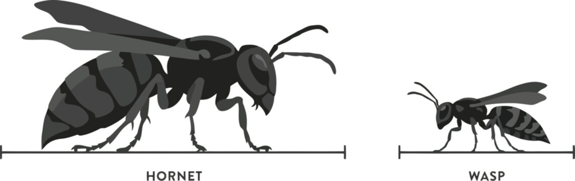 Hornet and wasp size comparison chart vector illustration showing biological differences between these stinging insect pests