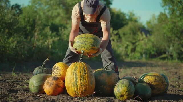 Farm worker lifts a striped pumpkin from a pile of harvested squash in a sunny outdoor field, showing seasonal agriculture and autumn produce collection