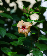 Soft peach and red hibiscus flower blooming amidst green garden foliage, ideal for botanical, nature, and summer floral concepts. © siddiqysdigitalhub