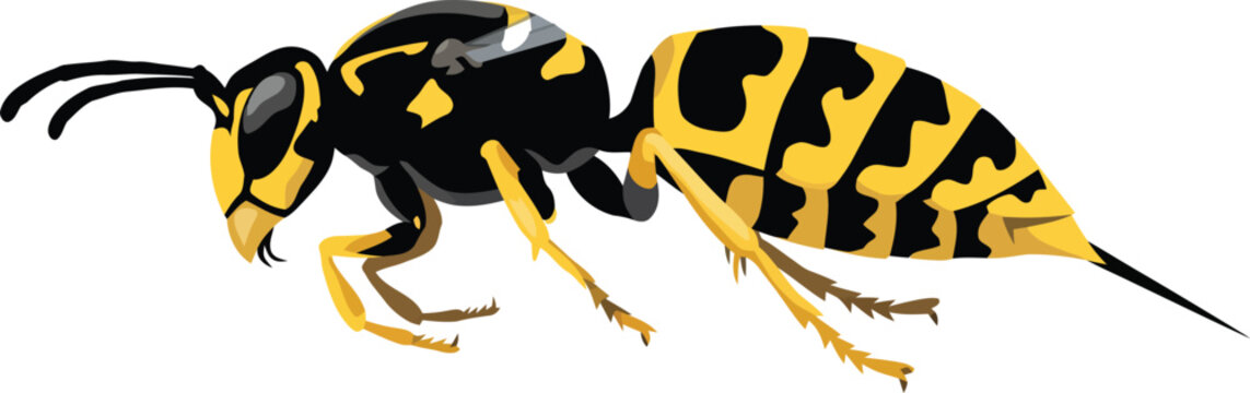 Realistic yellowjacket wasp vector illustration with detailed black and yellow stripes isolated on a white background