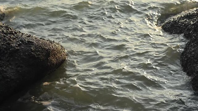 Ocean waves lapping between dark barnacle covered rocks at the shoreline with golden light reflecting on rippling water